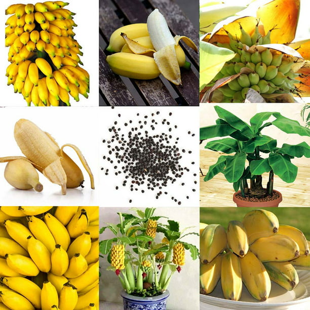 Red Banana Bonsai Perennial Plants Milk Fruit Plants Garden NEW X 100 PCS Seeds